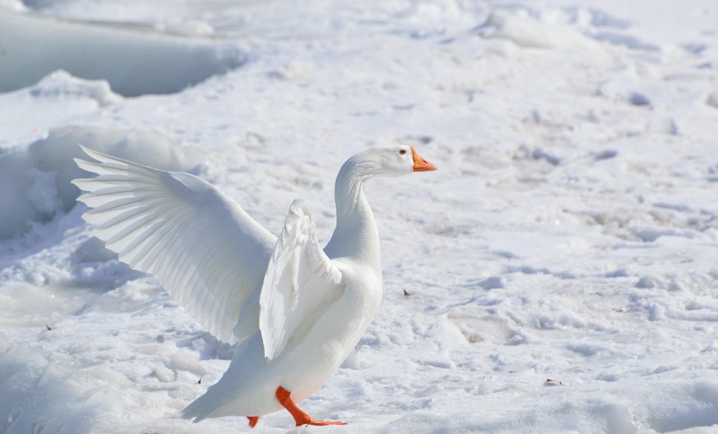 oie : Photos d'un Oie Des Neiges