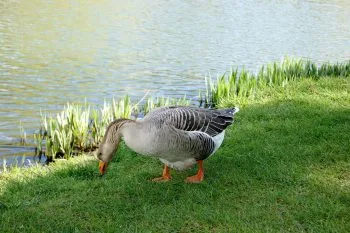 Oie Normande