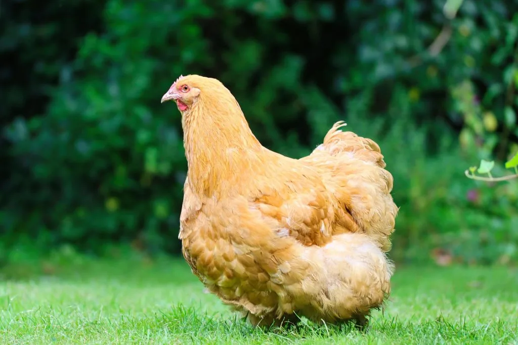 poule : Photos d'un Orpington