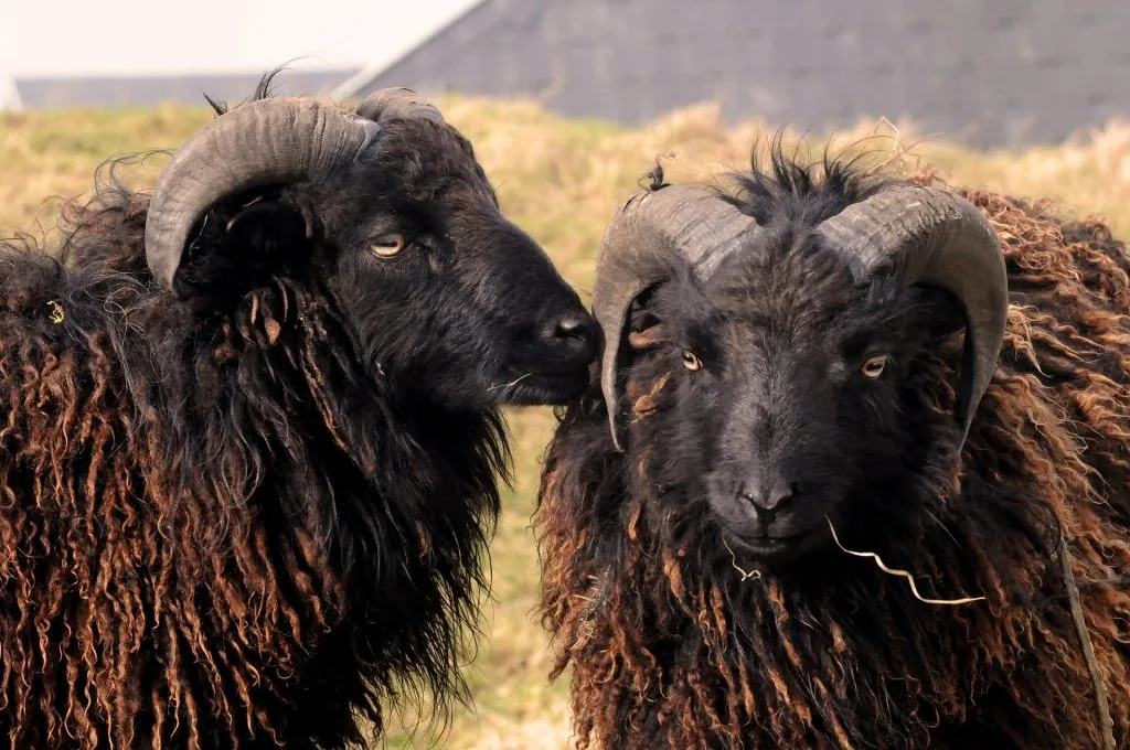 mouton : Photos d'un Ouessant