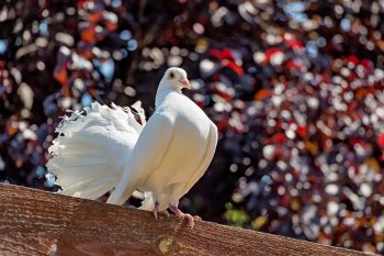 Paon Blanc