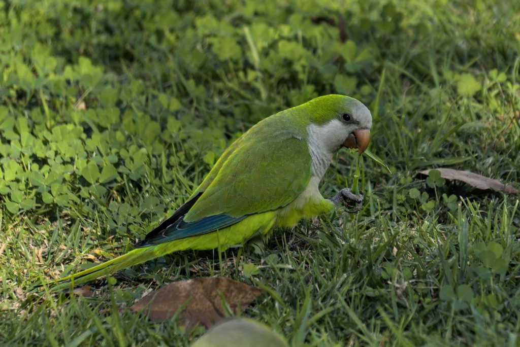 oiseau : Photos d'un Perroquet Quaker