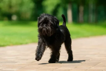 Chien : Photos d'un Affenpinscher