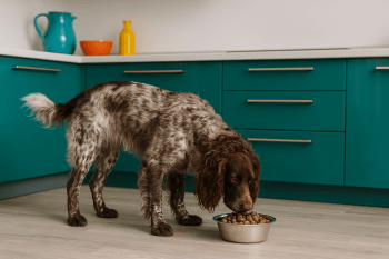 Chien : Photos prix d'un Épagneul de Pont-Audemer qui mange des croquettes