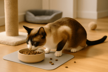 Chat : Photos prix d'un Snowshoe qui mange des croquettes