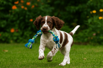 Chiot : Photos d'un Épagneul Français