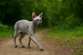 Chat : Photos d'un Donskoy