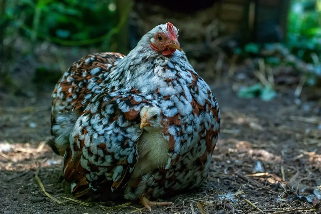 poule : Photos d'un Pékin