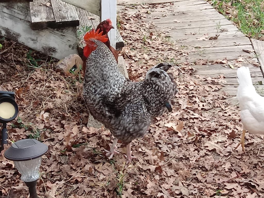 poule : Photos d'un Plymouth Rock