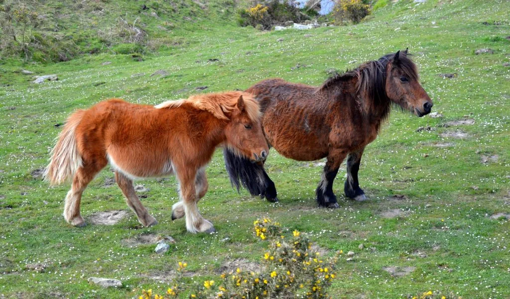 poney : Photos d'un Pottok