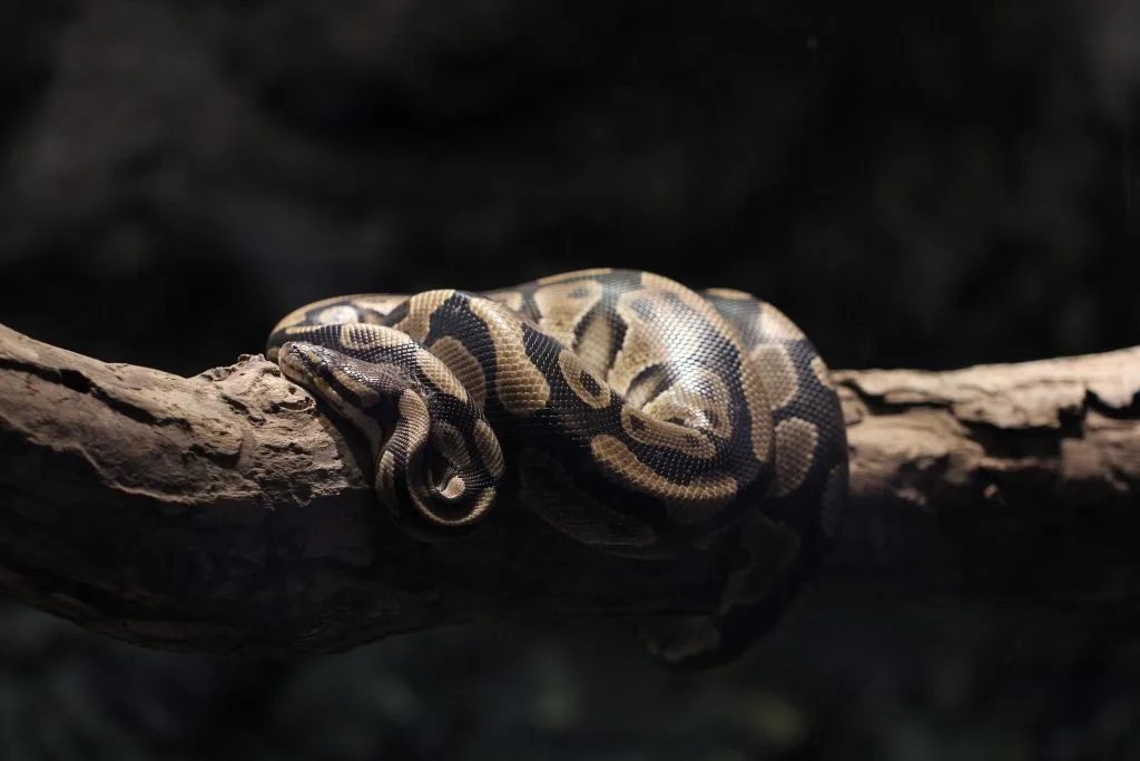 serpent : Photos d'un Python Birman (Python Bivittatus)