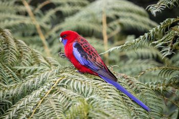 Rosella Écarlate
