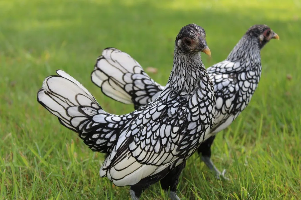 poule : Photos d'un Sebright
