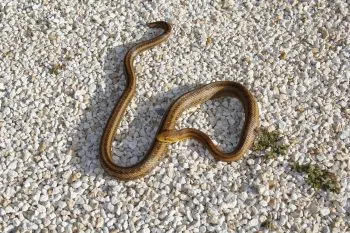 Serpent Corail (Micrurus Spp.)