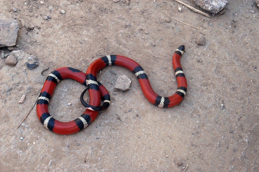 serpent : Photos d'un Serpent Faux Corail du Honduras (Lampropeltis Polyzona)