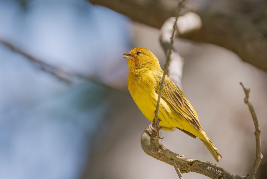 oiseau : Photos d'un Sicale Bouton d'Or
