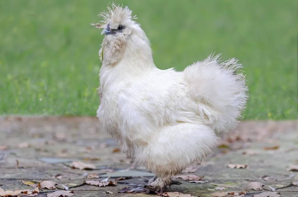 poule : Photos d'un Soie
