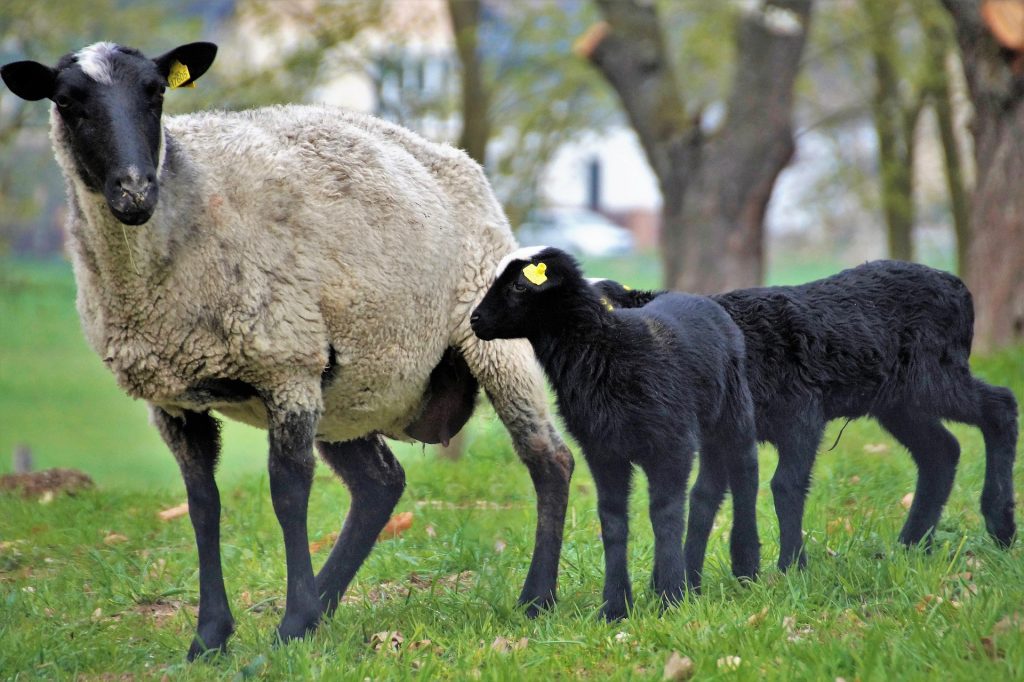 mouton : Photos d'un Suffolk
