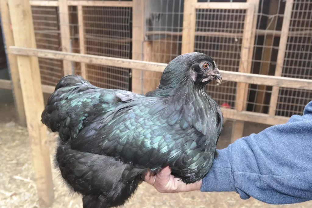 poule : Photos d'un Sumatra naine