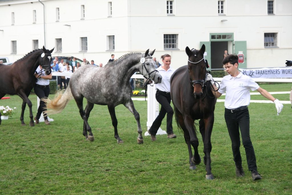 cheval : Photos d'un Trakehner