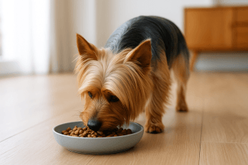 Chien : Photos prix d'un Australian Silky Terrier qui mange des croquettes