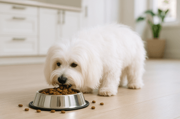 Chien : Photos prix d'un Coton de Tuléar qui mange des croquettes