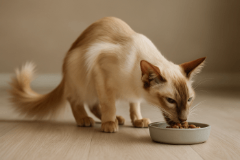 Chat : Photos prix d'un Javanais qui mange des croquettes