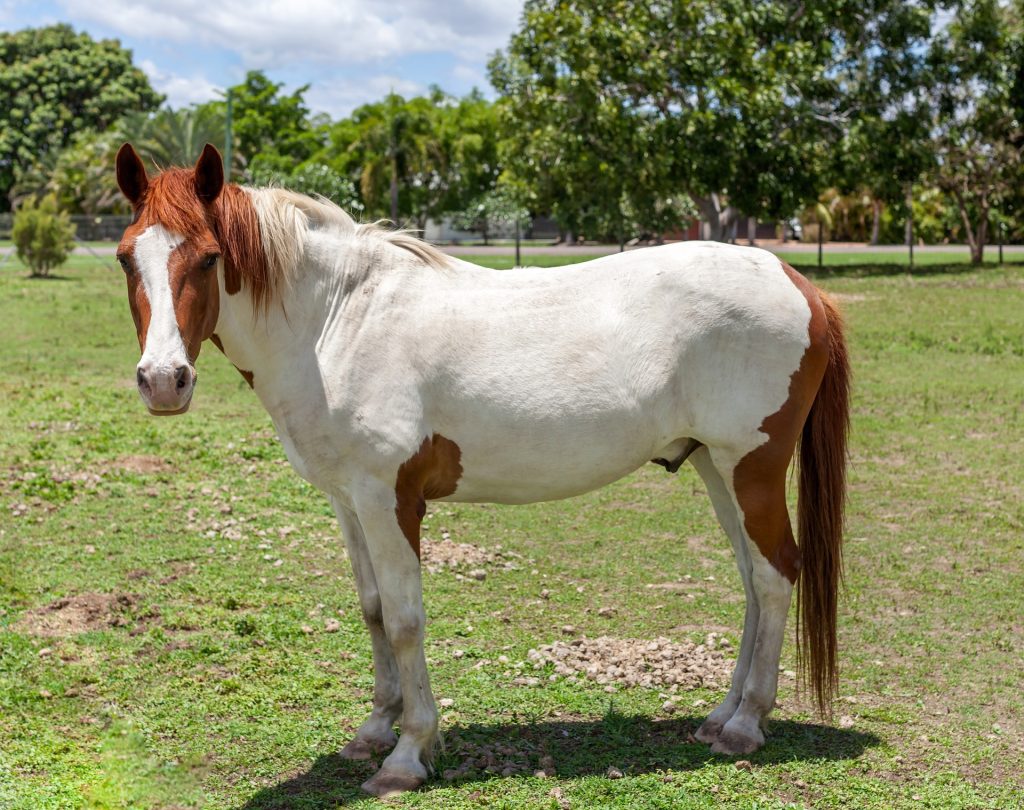 cheval : Photos d'un Paint-horse