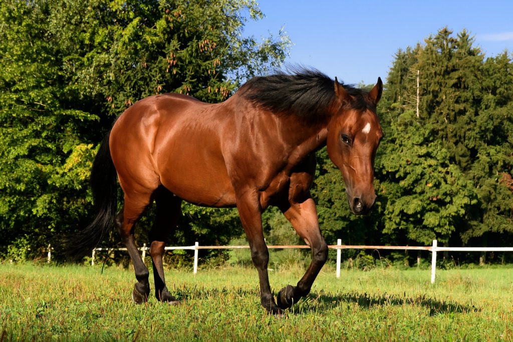cheval : Photos d'un Quarter Horse