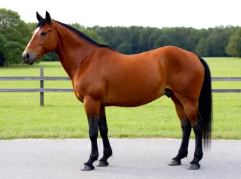 Rheinland Horse