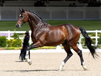 Stud-book (AES)