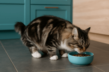 Chat : Photos prix d'un Kurilian Bobtail qui mange des croquettes