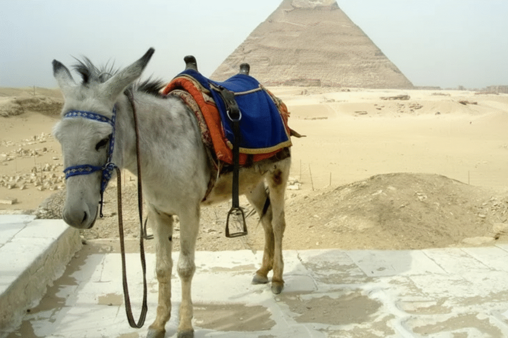 ane : Photos d'un Âne Blanc d’Égypte