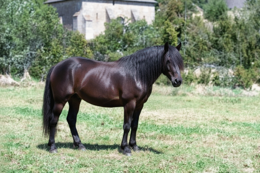 cheval : Photos d'un Castillonnais