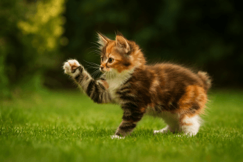 Chaton : Photos d'un Kurilian Bobtail
