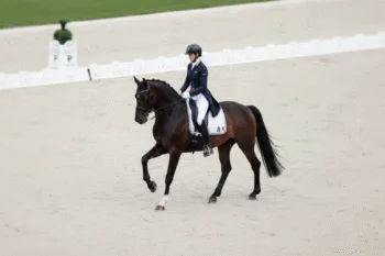 Cheval de Dressage Français