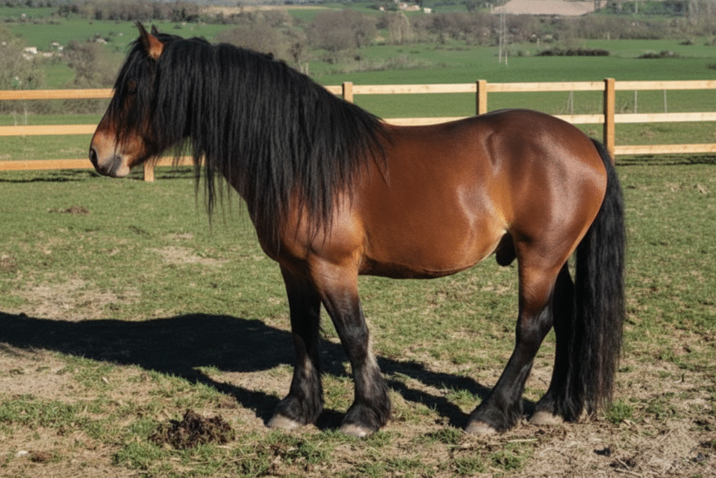 cheval : Photos d'un Cheval de race Auvergne
