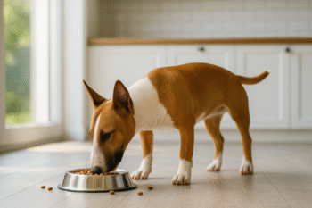 Chien : Photos prix d'un Bull Terrier Miniature qui mange des croquettes