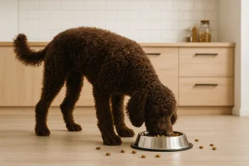 Chien : Photos prix d'un Chien d'Eau Portugais qui mange des croquettes