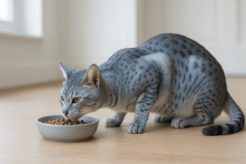 Chat : Photos prix d'un Ocicat qui mange des croquettes