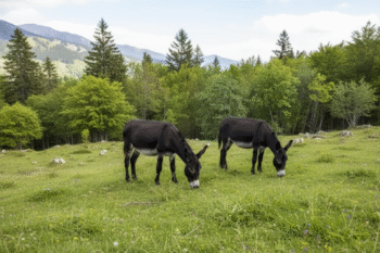 Âne des Pyrénées