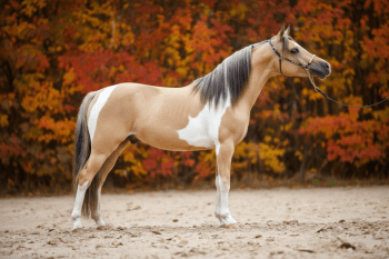 Cheval Miniature AmeÌricain (AMHA)