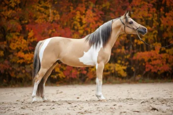 Cheval Miniature Américain (AMHA)