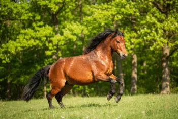 Cheval du Vercors de Barraquand