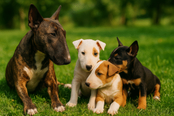 Chien : Photos prix d'un Bull Terrier Miniature