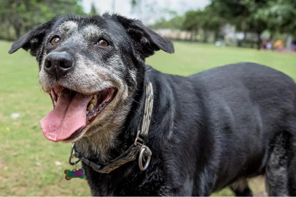 Chien noir âgé avec le museau grisonnant, heureux dans un parc en plein air
