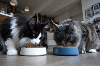 Chat : Photos prix d'un Maine Coon qui mange des croquettes