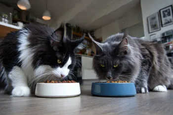 Chat : Photos prix d'un Maine Coon qui mange des croquettes