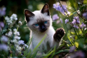 Chaton : Photos d'un Siamois