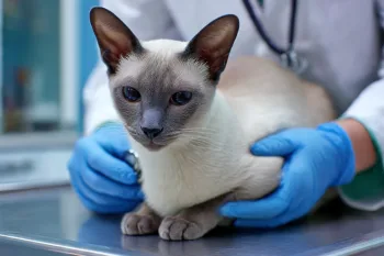 Chat : Photos prix d'un Siamois malade